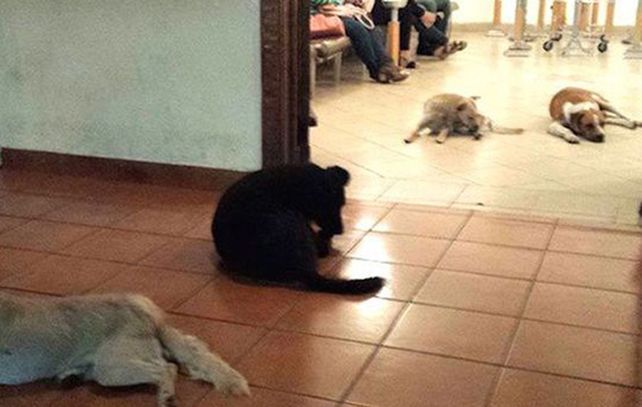 Los perros acompañaron a la mujer que les brindo cariño y comida.