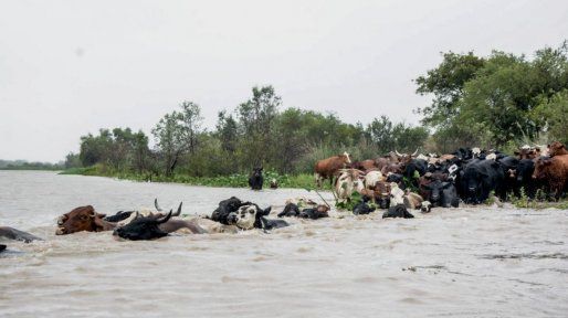 Crecida del río en la costa santafesina: evacúan más de 15 mil cabezas de ganado en la zona de San Javier