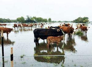 Senasa recomienda tener documentación de la hacienda al día ante posibles inundaciones