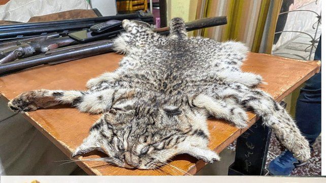 Buscan prohibir la caza y cautiverio de especies autóctonas
