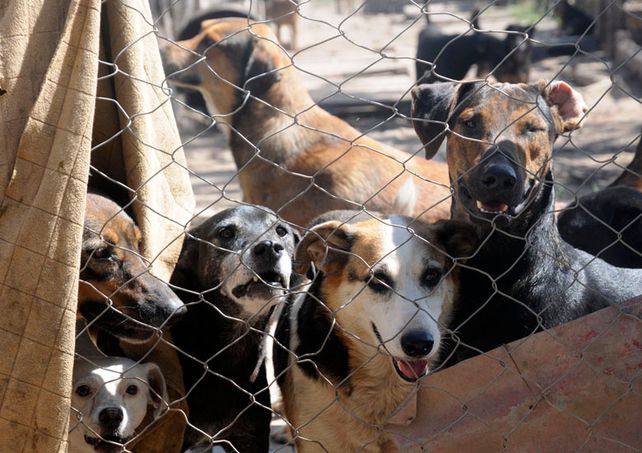 Preocupa a los vecinos el traslado del refugio El Ángel y la Gloria