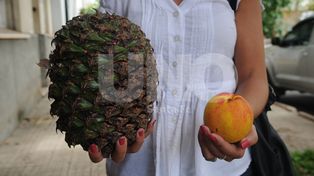 Retiraron los frutos de la araucaria