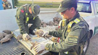 Se rescataron en total 166 ejemplares de fauna silvestre, entre ellos 155 tortugas