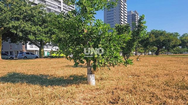 Parque Federal. Una plantación de más de 25 árboles frutales es mantenida por los propios vecinos del barrio.&nbsp;