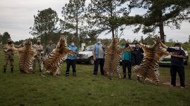 Concordia: incautaron cueros de tigres y yaguaretés