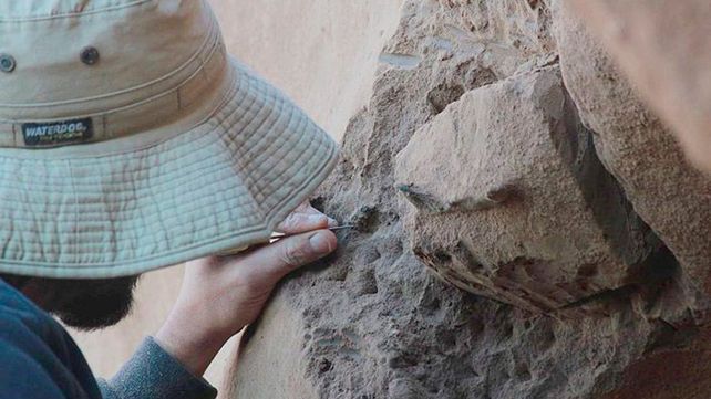 Descubrieron en el país los fósiles de las aves voladoras más gigantescas de todos los tiempos
