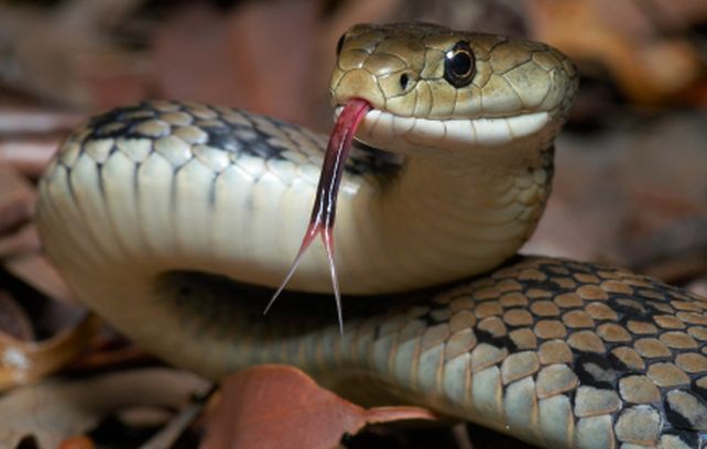 Encuentran una serpiente sin cabeza en barrio Candioti