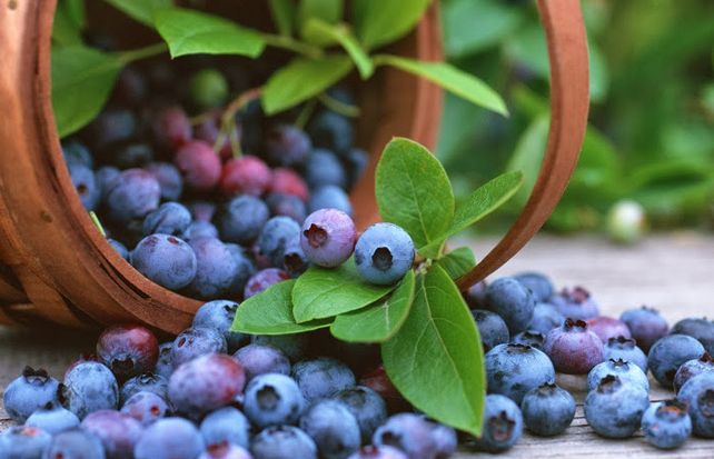 El vino, los cítricos y los arándanos ayudan a reducir el riesgo de impotencia