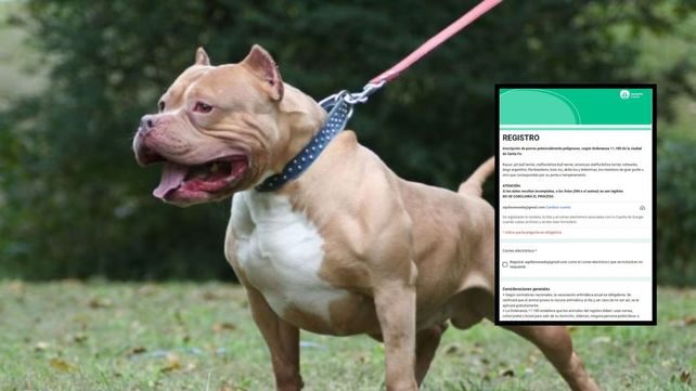 Ataques de pitbull a niños en Santa Fe: hay más de 500 perros registrados como potencialmente peligrosos en la Municipalidad Ataques de pitbull a niños en Santa Fe: hay más de 500 perros registrados como potencialmente peligrosos en la Municipalidad