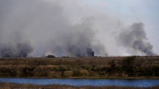 Entre los efectos de las quemas intencionales en los humedales del Paraná Medio, ya se registraron 83 especies de plantas y animales eliminados por el fuego.