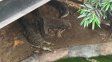 Lo arrestaron por arrojar a un nene a los cocodrilos en un zoológico de Inglaterra