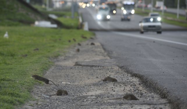 Las ratas volvieron a aparecer en la zona de Circunvalación en busca de alimento.