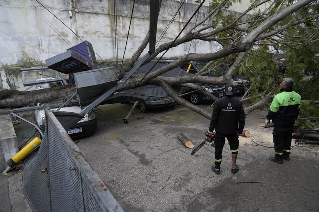 Balcarce al 200. Un enorme jacarandá cayó sobre una cochera y destruyó cuatro autos.&nbsp;
