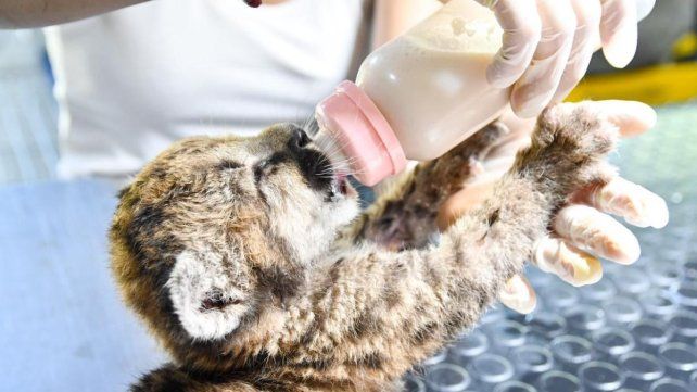 Santa Fe endurece multas por delitos contra la fauna: pueden superar los $3,4 millones