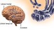 Descubren el sitio del cerebro en el que se origina el amor