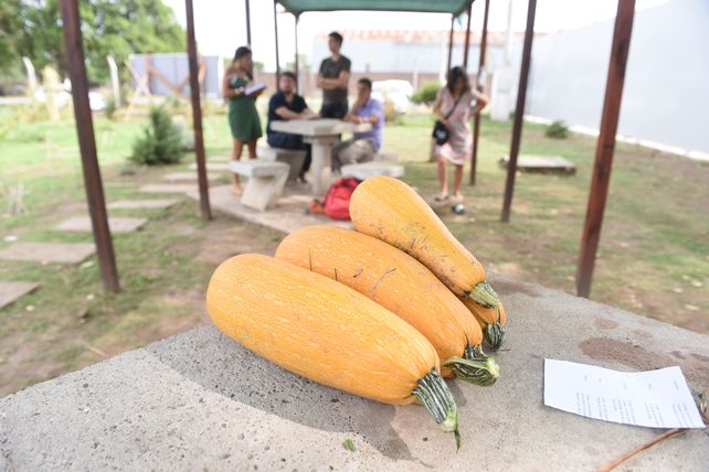 Buenas calabazas de la huerta