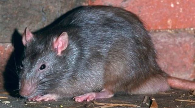 El operativo del Ministerio de Salud de Santa Fe es ante la invasión de roedores