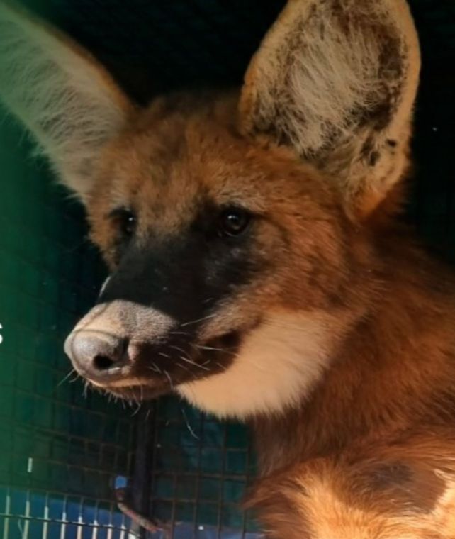 También fue hallado otro ejemplar de la misma especie que se encuentra bajo tratamiento.