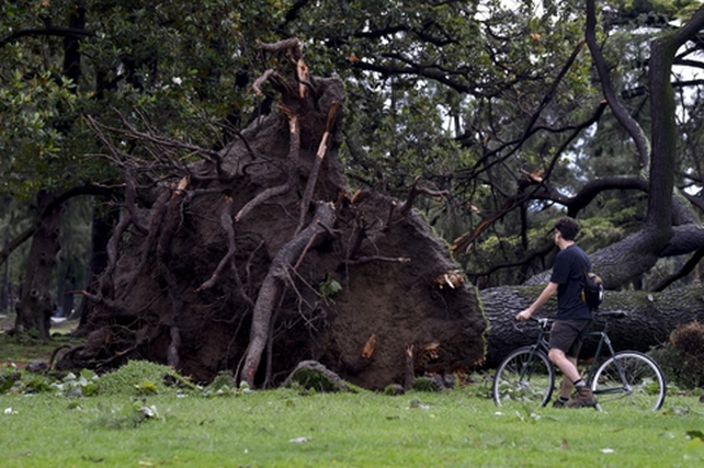 La potencia de la tormenta quedó bien graficada con este enorme árbol abatido en un parque de la ciudad de Buenos Aires.