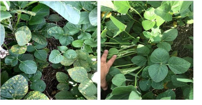 El uso de bioestimulantes gana protagonismo en las estrategias de manejo agrícola
