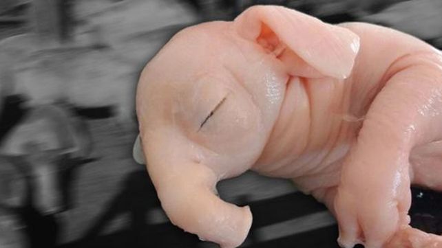 Nació un chanchofante en Pergamino: la desconfianza de la ciencia