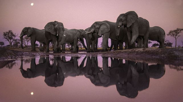 Imágenes ganadoras del premio Fotógrafo de Vida Silvestre 2018