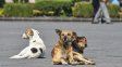 Fuerte rechazo en Paraná al proyecto nacional sobre refugios: Los animales no son cosas
