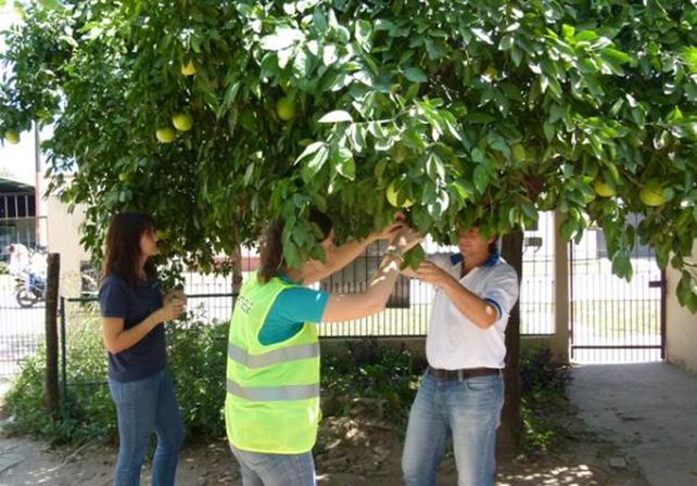 HLB. El Senasa realiza inspecciones para prevenir la bacteria.