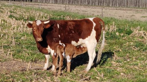 La raza bovina Criolla tiene un nuevo ejemplar: nació el ternero de La Yoli