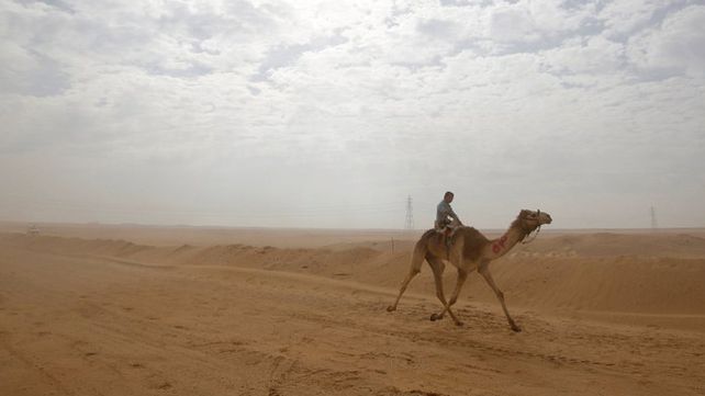 Carreras de camellos en el desierto de Egipto