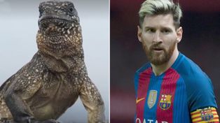 La iguana Messi, el nuevo fenómeno viral que sorprende con la misma habilidad del rosarino