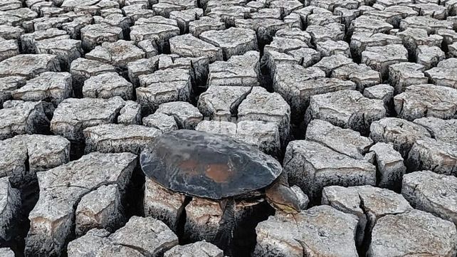 El trabajo de los rescatistas santafesinos para salvar la fauna del lugar