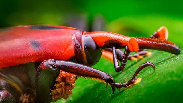 Senasa adecuó el Plan de contingencia y prohibición de traslado de ejemplares sospechosos por la plaga del picudo rojo de las palmeras que ataca y destuyes todo tipo de palmeras