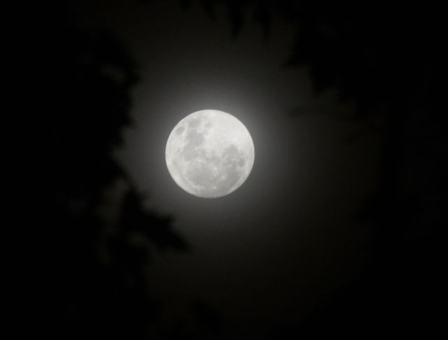 La superluna se asoma entre los árboles de la plaza 25 de Mayo.