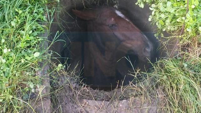 Una yegua se cayó en un pozo y debieron rescatarla con una retroexcavadora