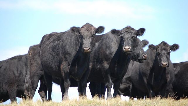 Cierre de exportaciones de carne: Un error conceptual difícil de argumentar
