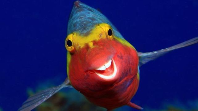 Las divertidas imágenes  del Comedy Wildlife Photography Awards 2020