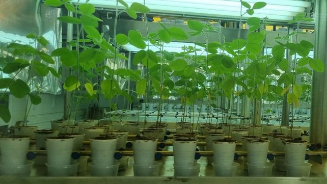 Pionera. Rizobacter comenzó a producir inoculantes a fines de los 70. Hoy ocupa buena parte del mercado mundial.