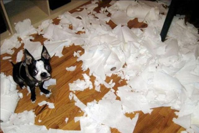 Las 10 cosas favoritas que a los perritos les gusta mucho destruir