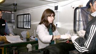 Siguen otorgando turnos para el operativo de castración