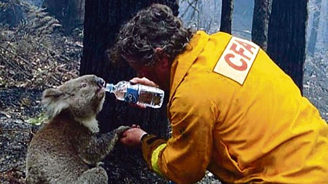 Un canto a la vida. Un rescatista auxilia a un koala que sobrevivió a los incendios que arrasan medio país.