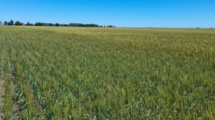 Fertilizantes: el mercado creció en 2025 impulsado por el trigo, el maíz y las pasturas