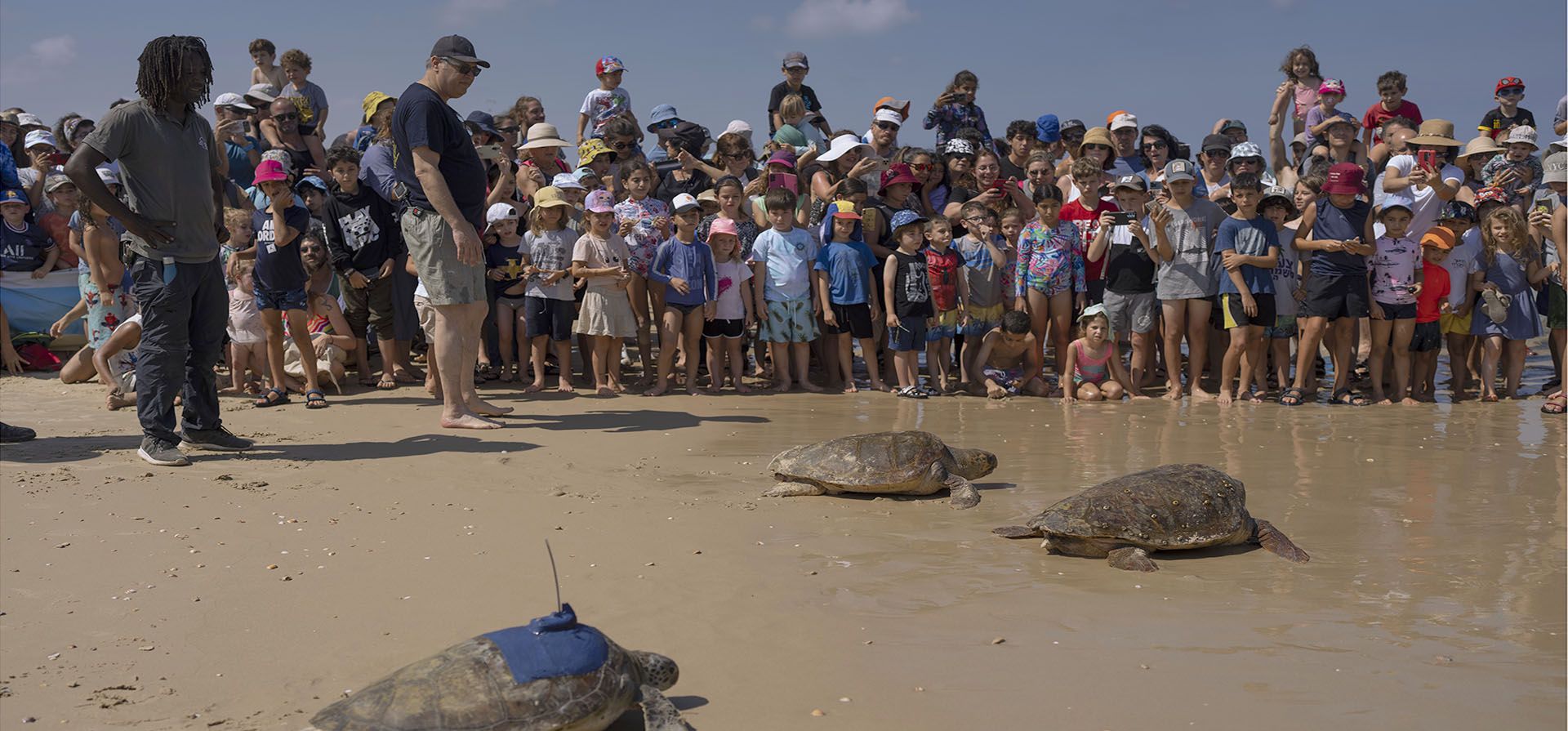 Tortugas marinas verdes y marrones se dirigen al Mar Mediterráneo después de ser liberadas por el Centro de Rescate de Tortugas Marinas, administrado por la Autoridad Nacional de Parques y Naturaleza de Israel, en la playa de Beit Yanai, Israel, el viernes 8 de julio de 2022.