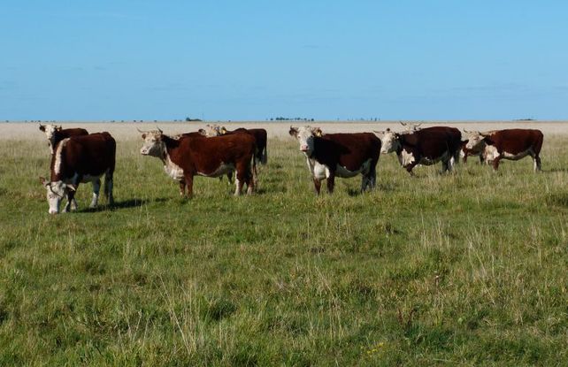 En 2023 se paso de un consumo de 111 a 113 kilos per cápita.