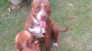 pitbulls