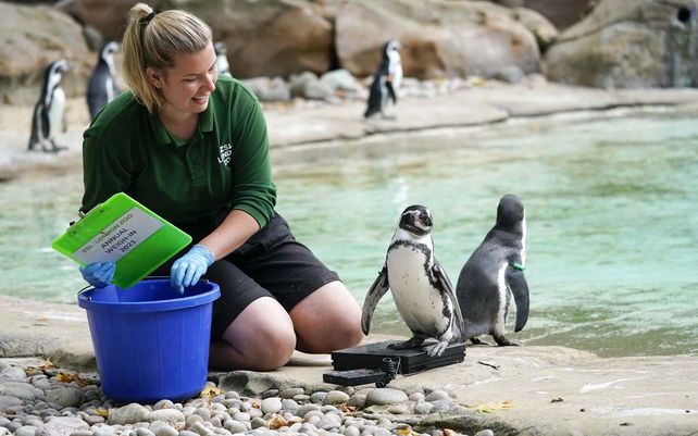 Un cuidadora del zoológico coloca un pingüino de Humboldt en una balanza
