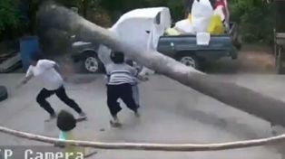 Un nene se salvó de ser aplastado por una palmera