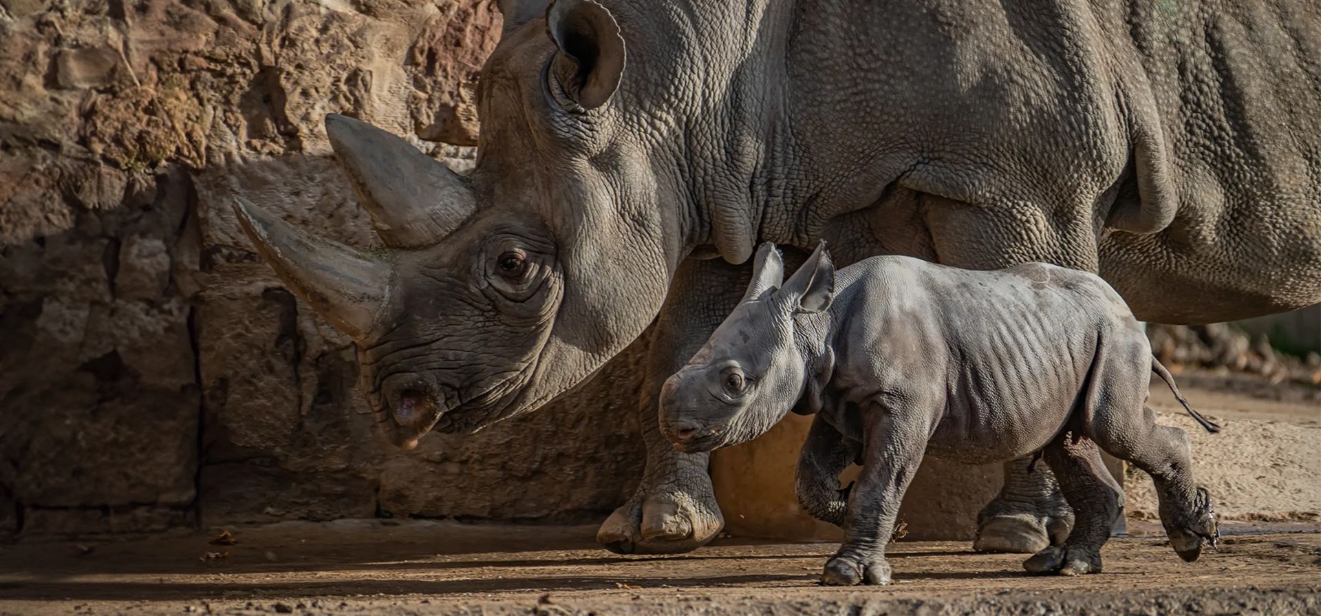 El zoológico de Chester celebra el nacimiento de un rinoceronte negro oriental en peligro crítico de extinción, uno de los mamíferos más raros del mundo, fotografiado con su madre, Zuri, Chester, Inglaterra. Fotografía: Zoológico de Chester El zoológico de Chester celebra el nacimiento de un rinoceronte negro oriental en peligro crítico de extinción, uno de los mamíferos más raros del mundo, fotografiado con su madre, Zuri, Chester, Inglaterra. Fotografía: Zoológico de Chester