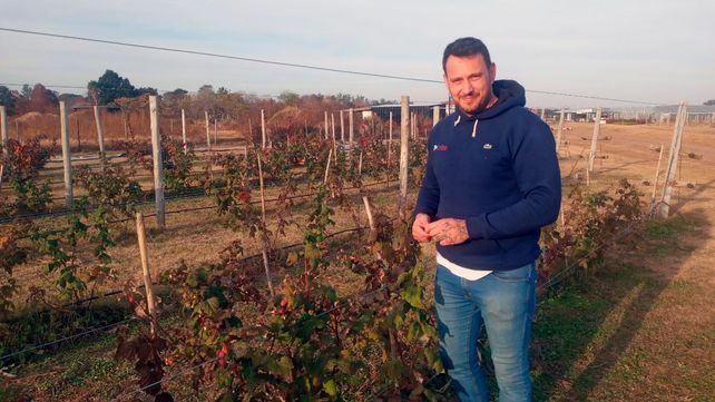 Frutas. Zarzamoras y frambuesas forman parte del paisaje de producción que realizan los tres productores santafesinos en Bella Italia.