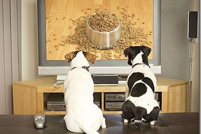 ¿Los perros son capaces de predecir los sismos?